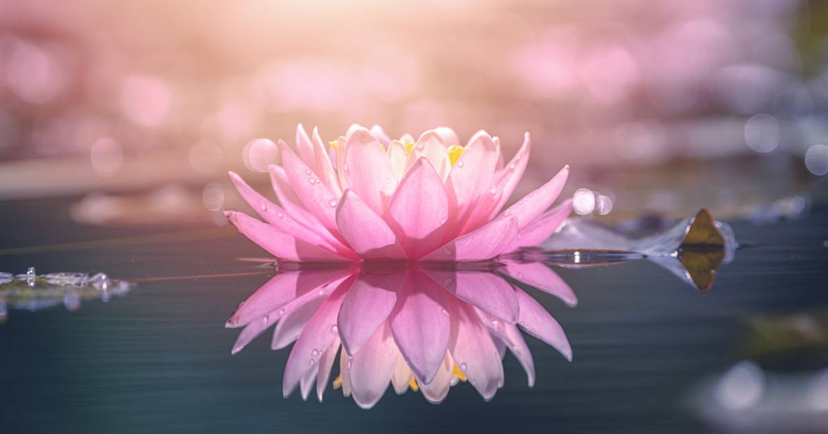 Significado de las FLORES: 15 BELLEZAS y su Importancia
