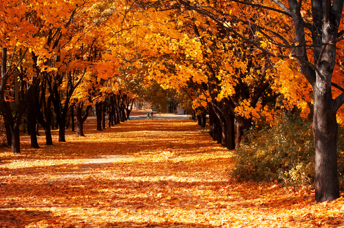 SIGNIFICADO de OTOÑO: Definición y CARACTERÍSTICAS