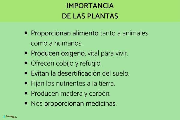 SIGNIFICADO de VEGETACIÓN: Importancia y CLASIFICACIÓN