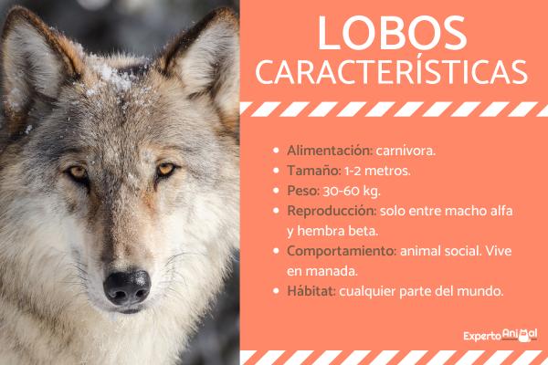 SIGNIFICADO DEL LOBO: DESCUBRE SU MISTERIO Y SIMBOLISMO