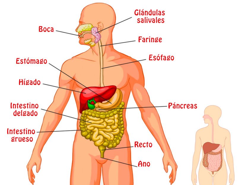 Sistema Digestivo: FUNCIONES, PARTES y PROCESO CLAVE