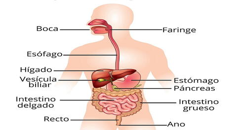 SISTEMA DIGESTIVO y CIRCULATORIO: ¡INFÓRMATE AHORA!