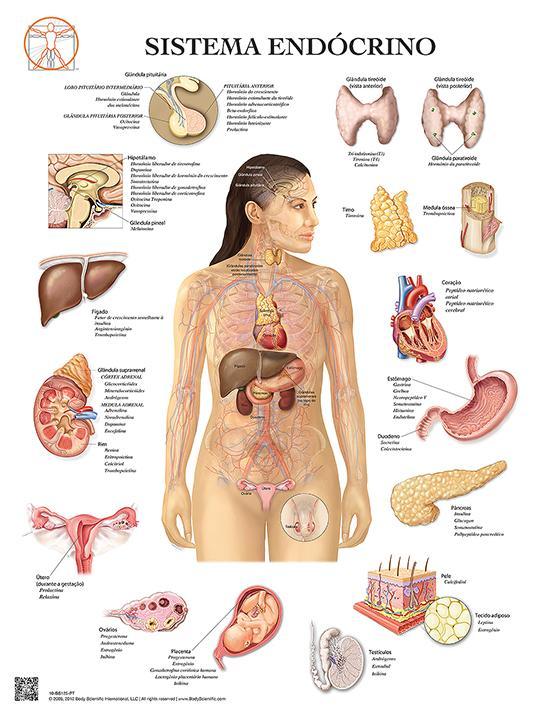SISTEMA ENDOCRINO: ACTIVIDADES que IMPACTAN tu SALUD