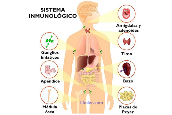SISTEMA INMUNOLÓGICO: FUNCIONES, PARTES Y ENFERMEDADES