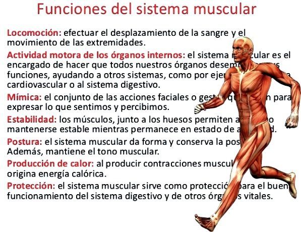 SISTEMA MUSCULAR: PARTES, FUNCIONES Y ENFERMEDADES