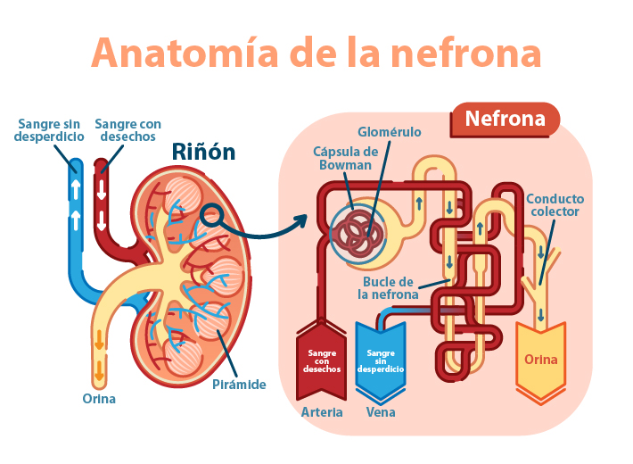 SISTEMA URINARIO: FUNCIÓN, PARTES y MÁS ¡DESCÚBRELO!