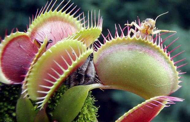 SON AUTÓTROFAS o HETEROTROFAS las PLANTAS CARNÍVORAS