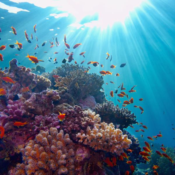 Son las aguas oceánicas un recurso económico infinito y sostenible