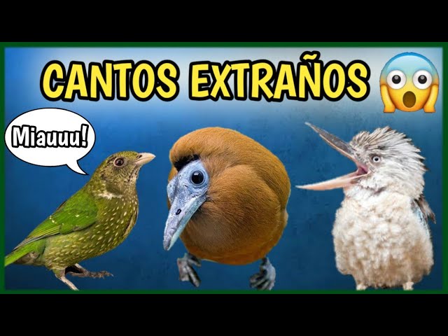 SONIDOS QUE HACEN LOS ANIMALES: ¡DESCÚBRELOS AQUÍ!