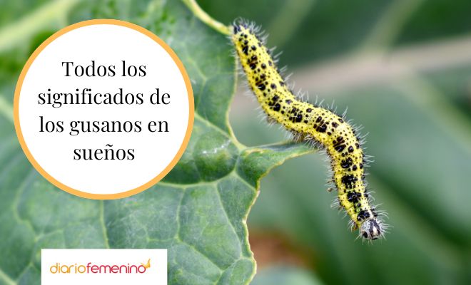 Te atreverías a descubrir el extraño GUSANO que pica el OJO