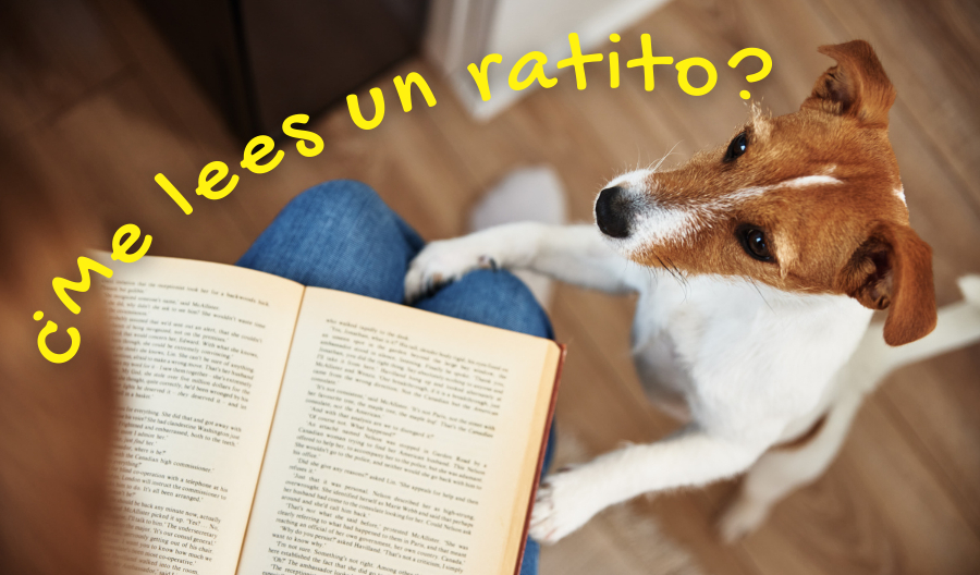 Te atreves a conocer a los diez perritos más divertidos