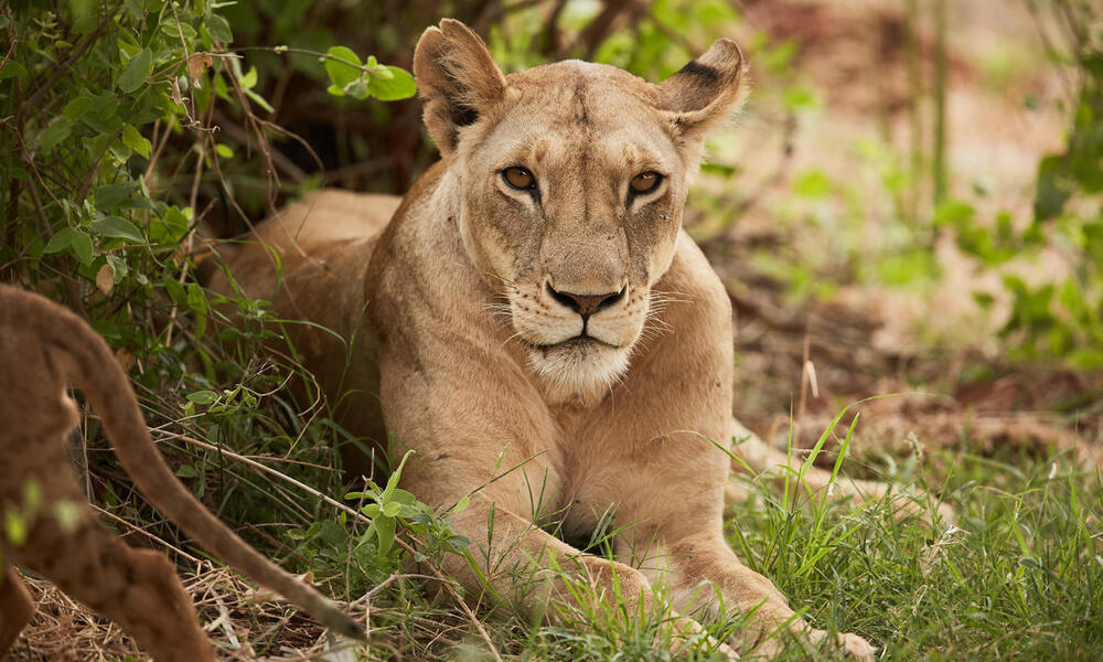Te gustaría analizar el interesante mundo del león con una infografía