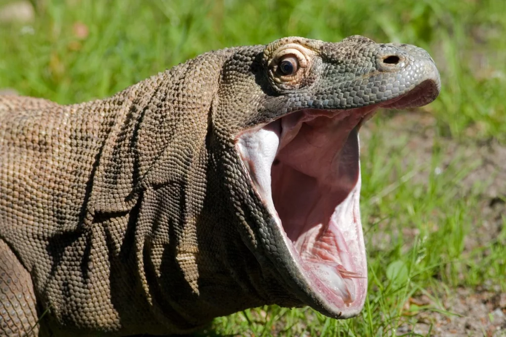 Te gustaría analizar la mágica naturaleza de la Isla de Komodo
