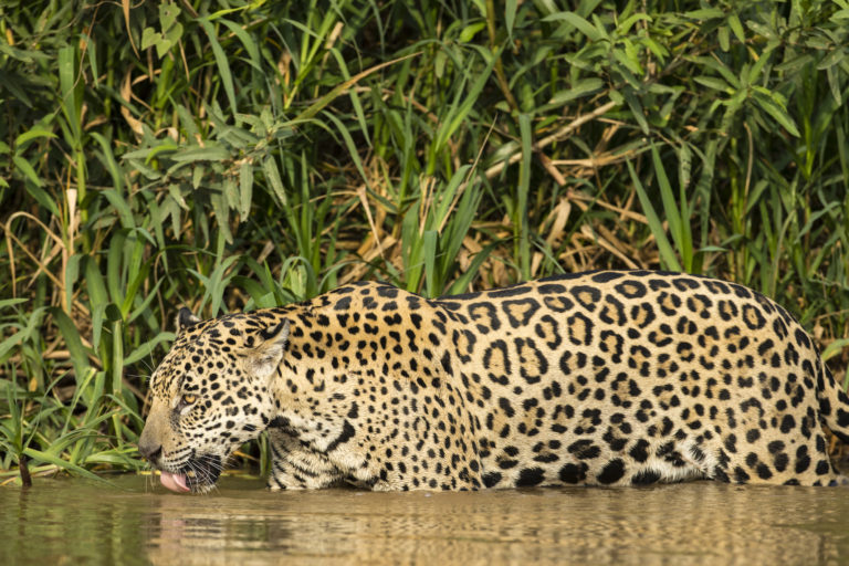 Te gustaría analizar los misterios de la flora y fauna en la selva