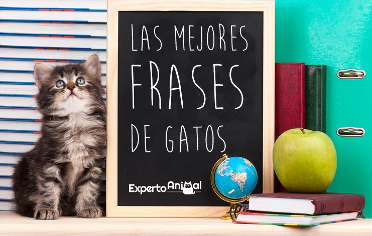 Te gustaría descubrir tres poemas increíbles sobre gatos