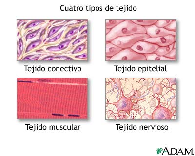 TEJIDOS CELULARES: DEFINICIÓN y CARACTERÍSTICAS Esenciales