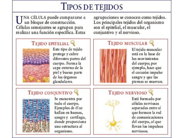TEJIDOS: SIGNIFICADO, EJEMPLOS y CARACTERÍSTICAS Clave