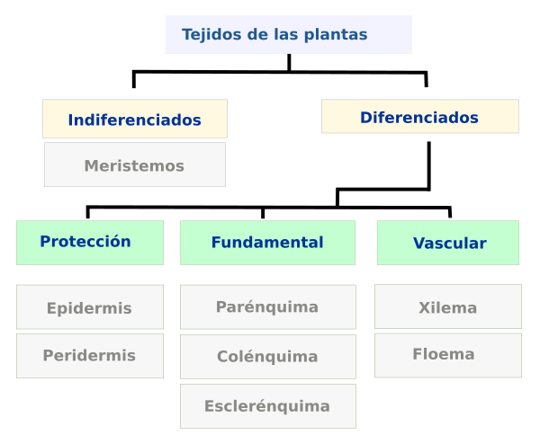 TEJIDOS VEGETALES: DEFINICIÓN, TIPOS Y EJEMPLOS CLAVE
