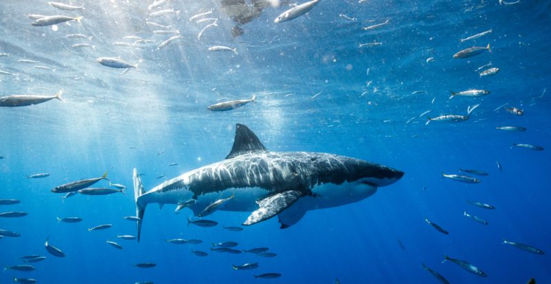 TIBURÓN BLANCO: HÁBITAT, CARACTERÍSTICAS y ATAQUES