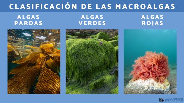 Tipos de ALGAS: Definición, CARACTERÍSTICAS y Clasificación