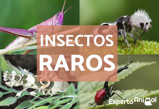 TIPOS DE INSECTOS: Descubre 50 Ejemplos Sorprendentes
