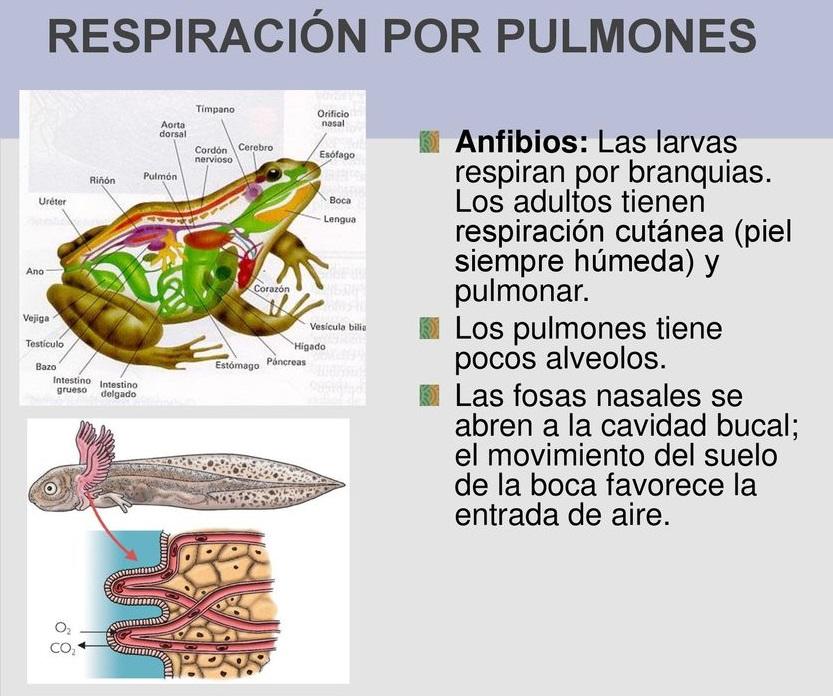 TIPOS DE RESPIRACIÓN en ANIMALES: Ejemplos INCREÍBLES