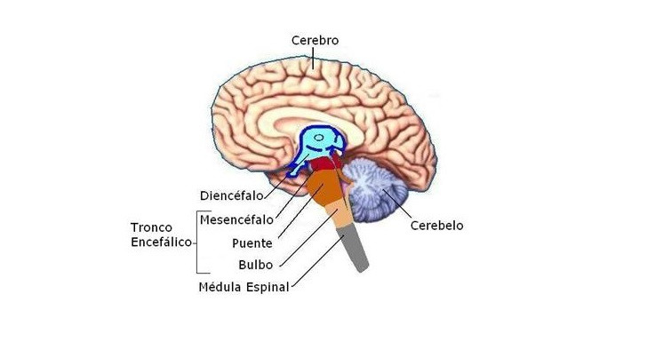 TRONCO ENCEFÁLICO: FUNCIONES y CARACTERÍSTICAS Esenciales