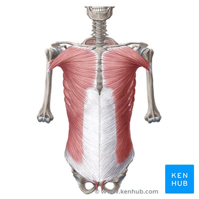 TRONCOS: Definición y Concepto en ANATOMÍA esencial