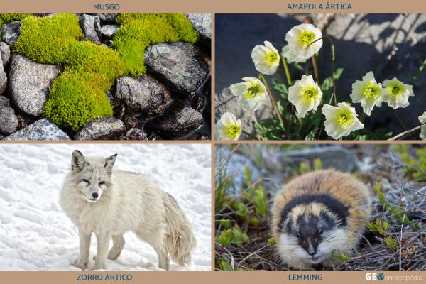 TUNDRA: Descubre FAUNA, FLORA y CARACTERÍSTICAS ÚNICAS