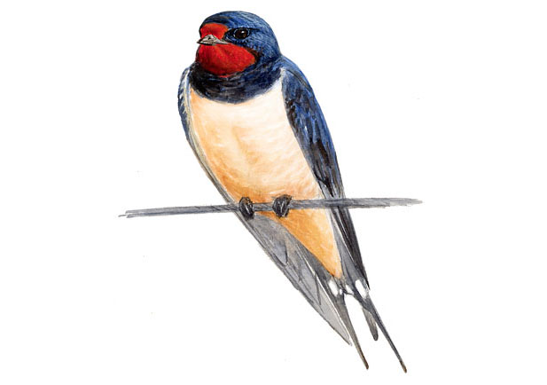UNA GOLONDRINA NO HACE VERANO: Descubre su SIGNIFICADO