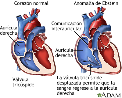VÁLVULAS: Descubre su DEFINICIÓN y CONCEPTO en Anatomía