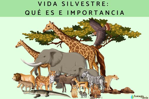 VIDA SILVESTRE: DEFINICIÓN y CARACTERÍSTICAS ESENCIALES
