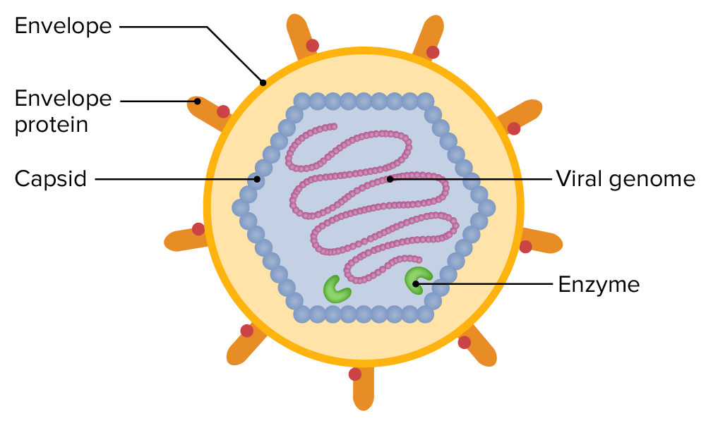 VIROLOGÍA: QUÉ ESTUDIA DEFINICIÓN Y CONCEPTO CLAVE