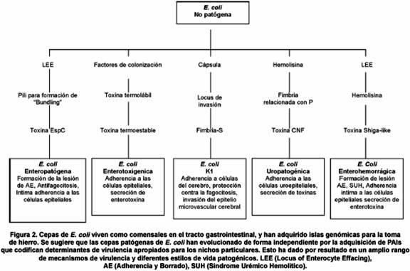 VIRULENTO: Definición, Concepto y Más Sorprendente