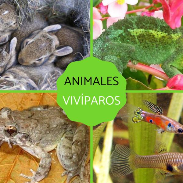 VIVÍPAROS: CARACTERÍSTICAS y EJEMPLOS SORPRENDENTES