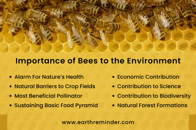 What is beekeeping and why is it important for our ecosystem
