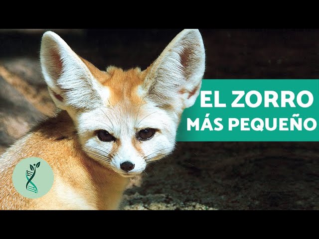 ZORRO: CARACTERÍSTICAS, HÁBITAT y ALIMENTACIÓN ¡Descúbrelos!